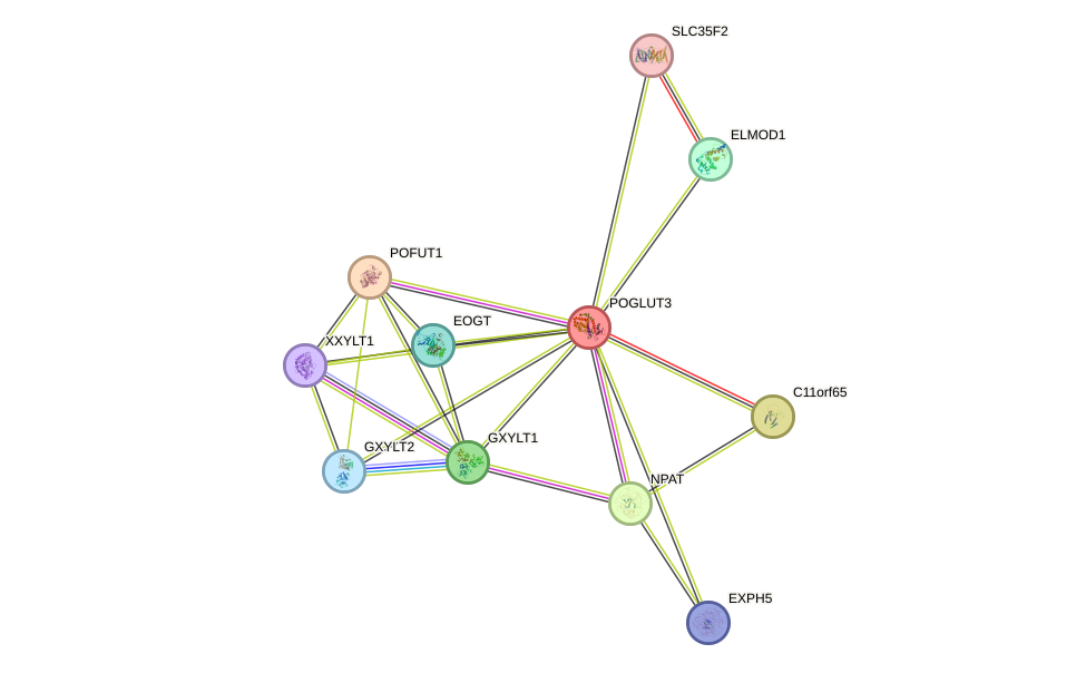 STRING protein interaction network