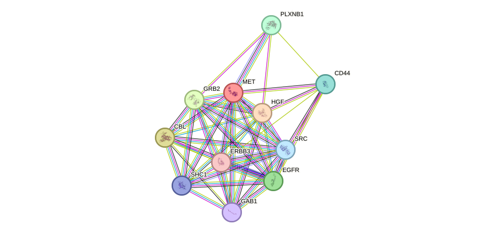 STRING protein interaction network