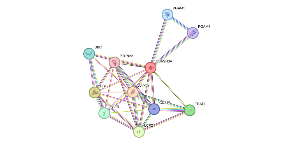 STRING protein interaction network