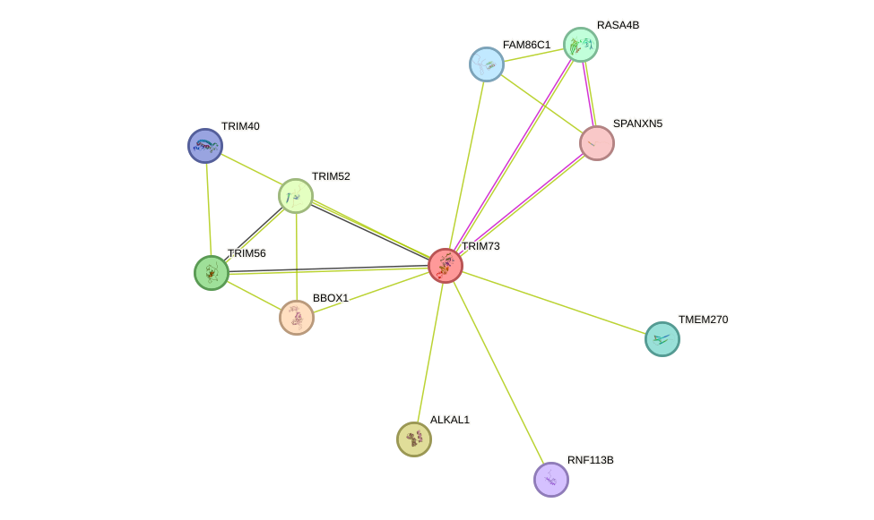 STRING protein interaction network