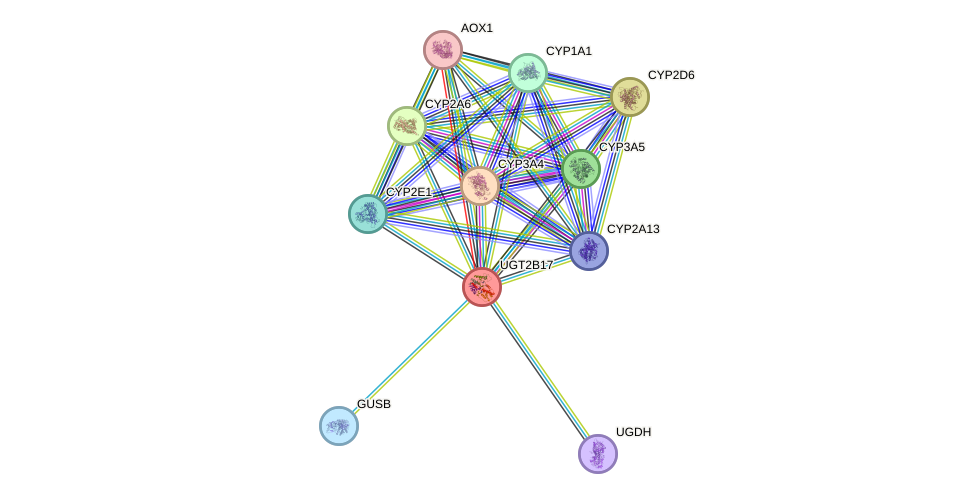 STRING protein interaction network