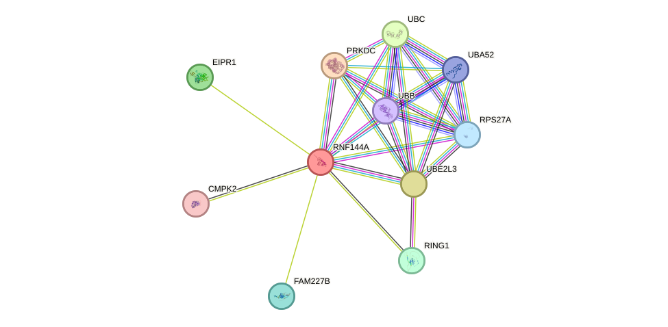 STRING protein interaction network