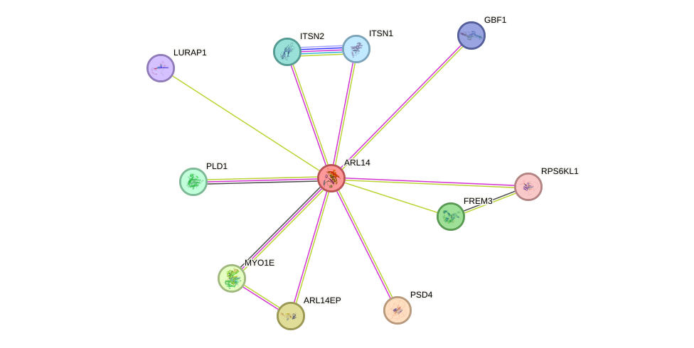 STRING protein interaction network