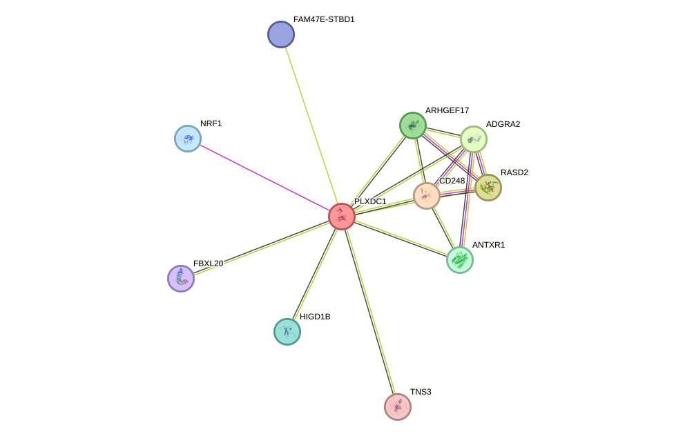 STRING protein interaction network