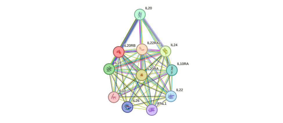 STRING protein interaction network