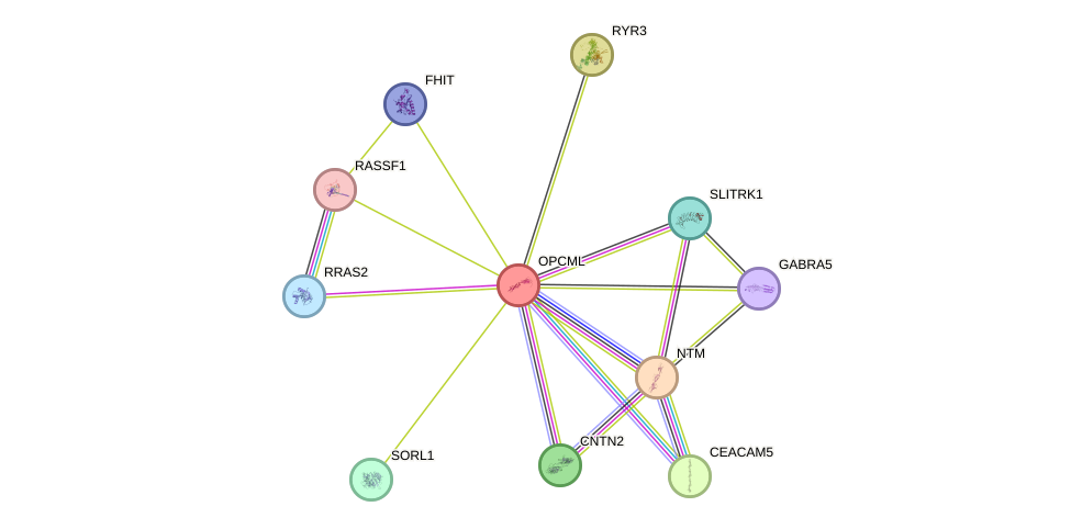 STRING protein interaction network