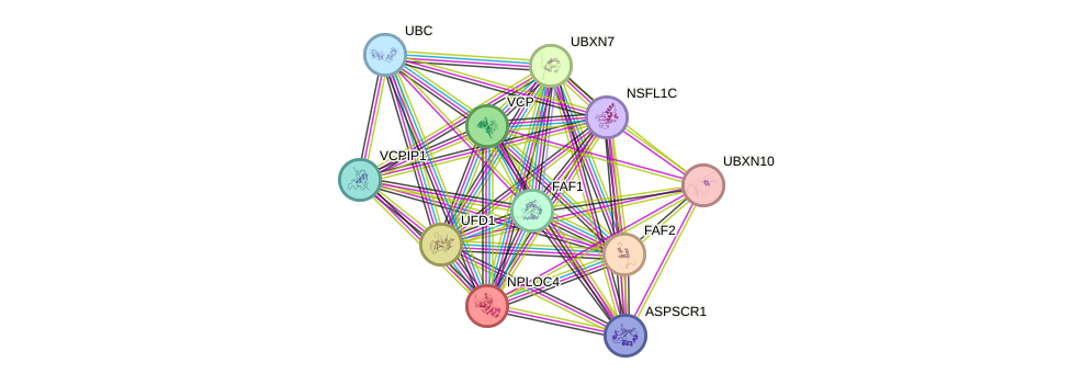 STRING protein interaction network