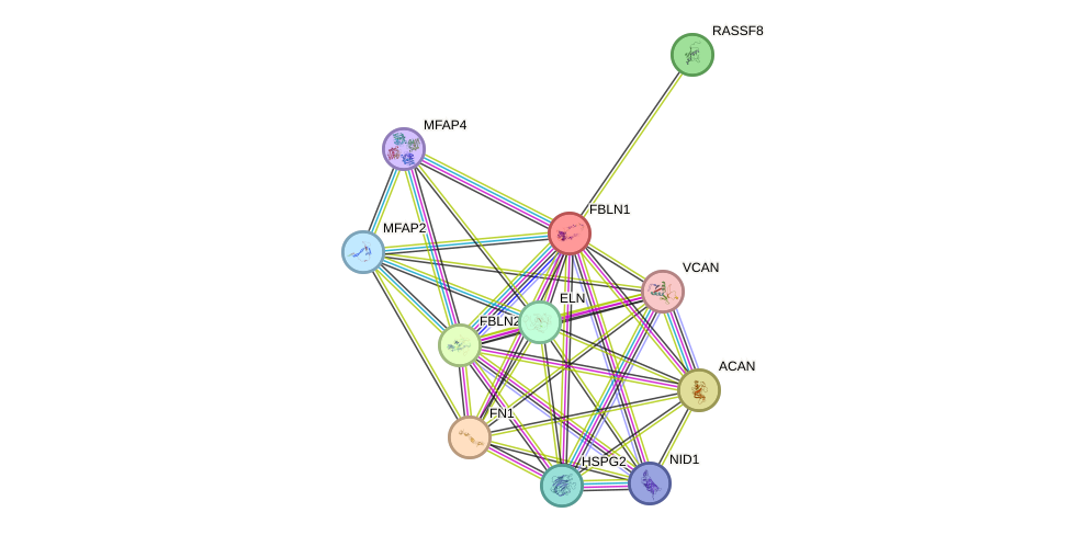 STRING protein interaction network