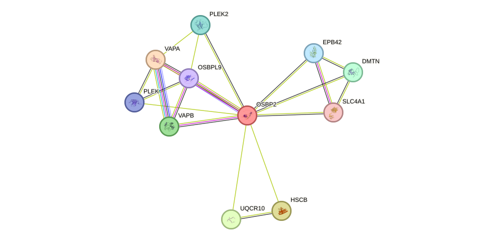 STRING protein interaction network