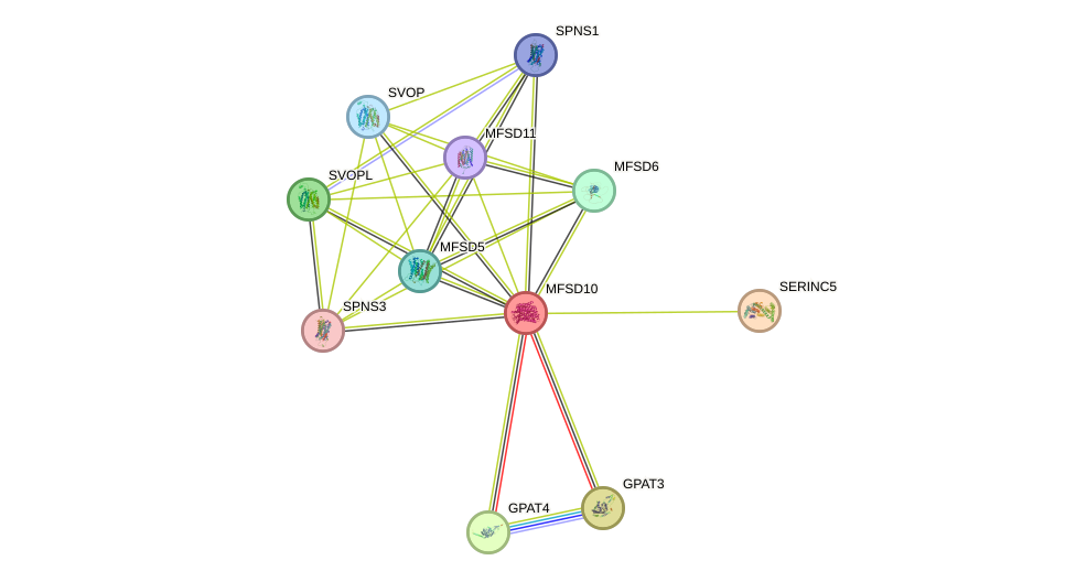 STRING protein interaction network