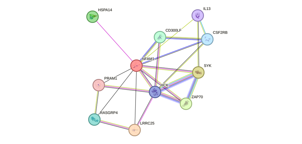 STRING protein interaction network