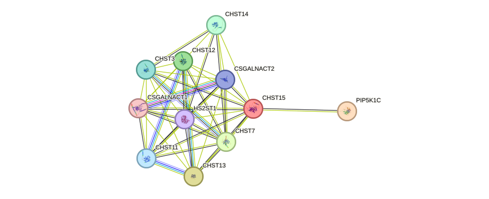 STRING protein interaction network