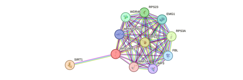 STRING protein interaction network