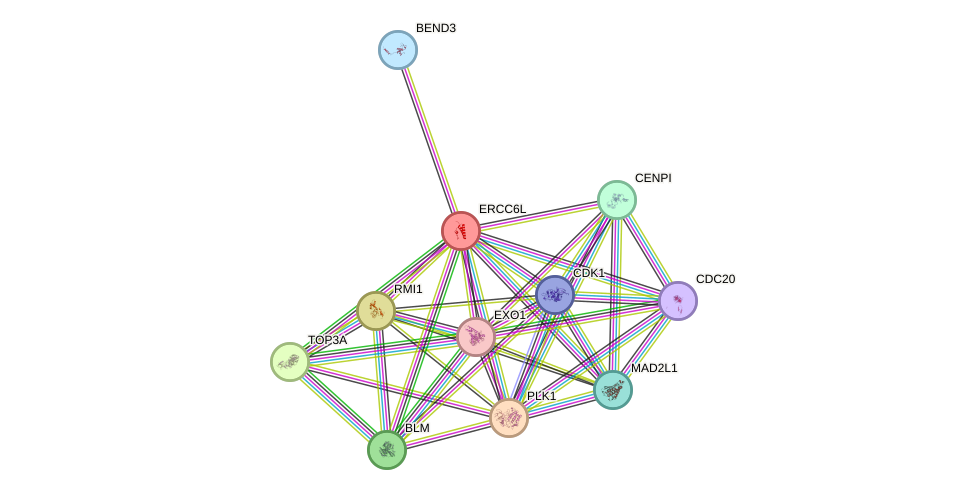 STRING protein interaction network