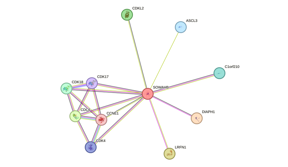 STRING protein interaction network