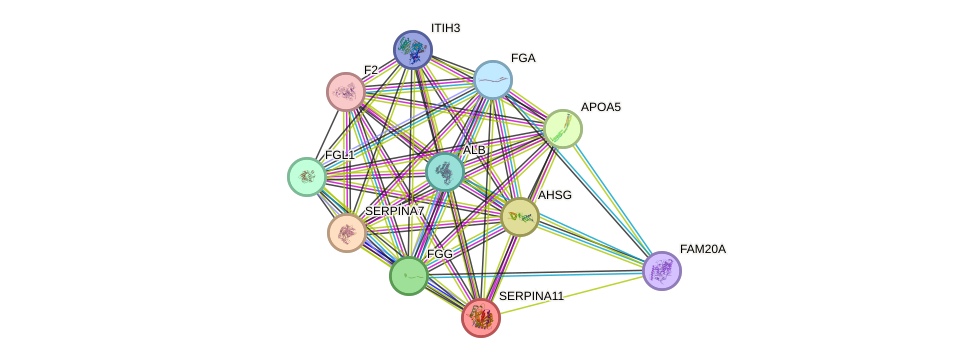 STRING protein interaction network