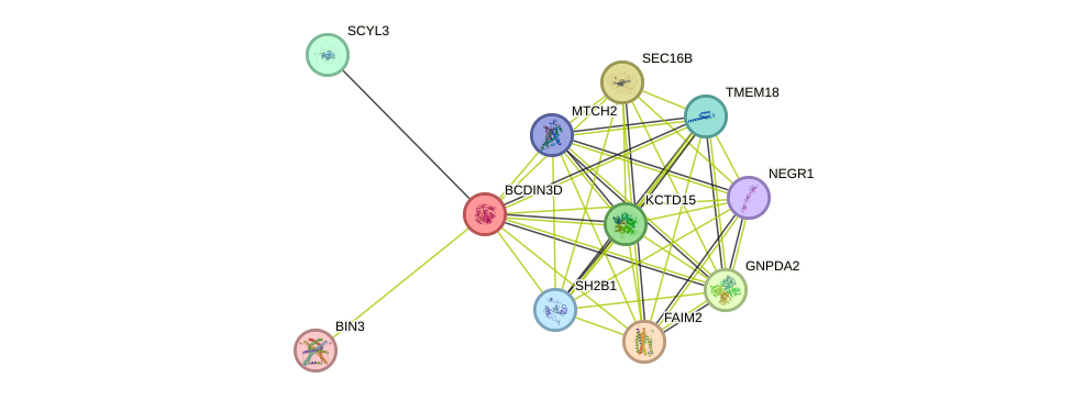 STRING protein interaction network