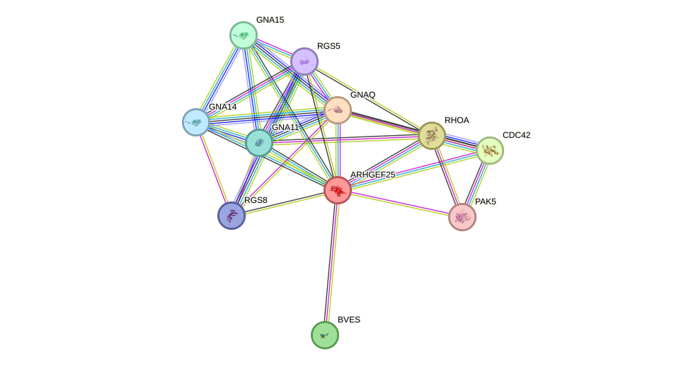 STRING protein interaction network