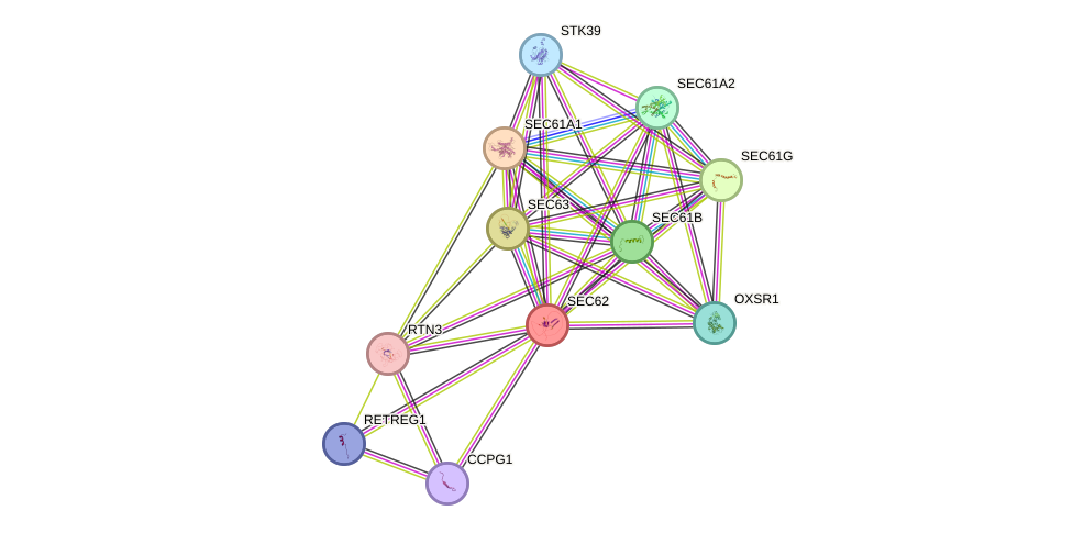 STRING protein interaction network