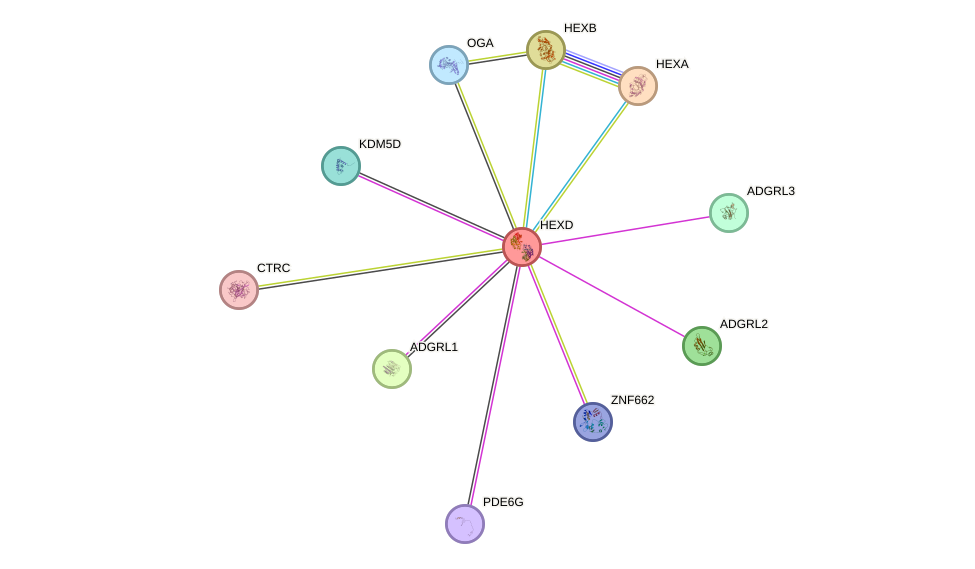 STRING protein interaction network