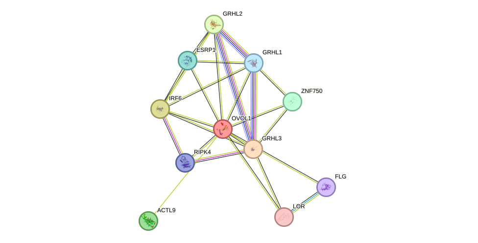 STRING protein interaction network