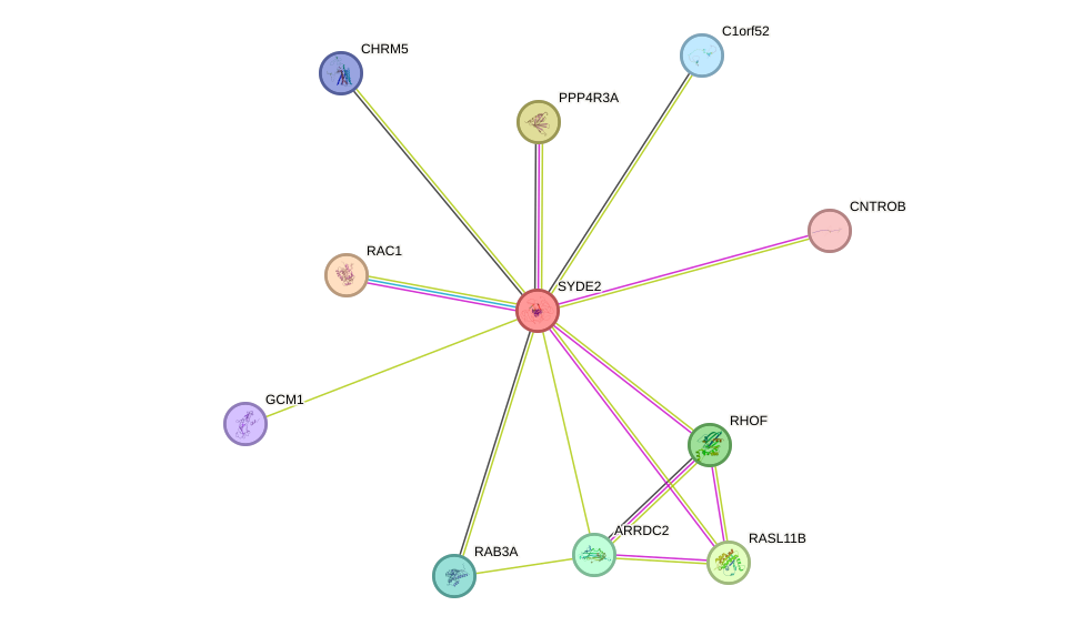 STRING protein interaction network