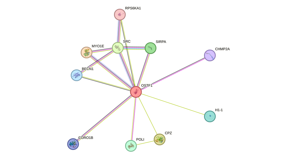 STRING protein interaction network