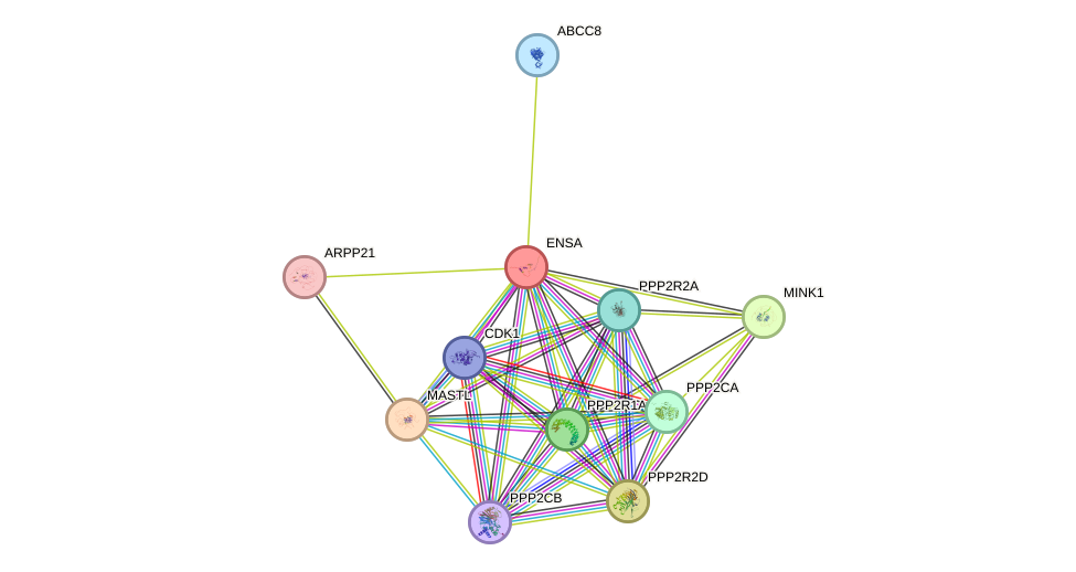 STRING protein interaction network