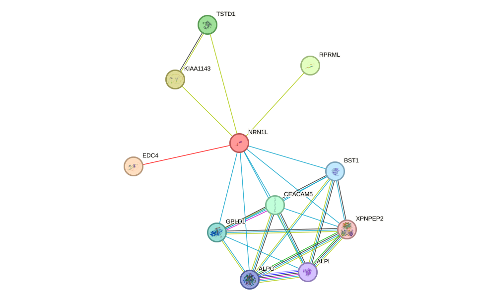 STRING protein interaction network