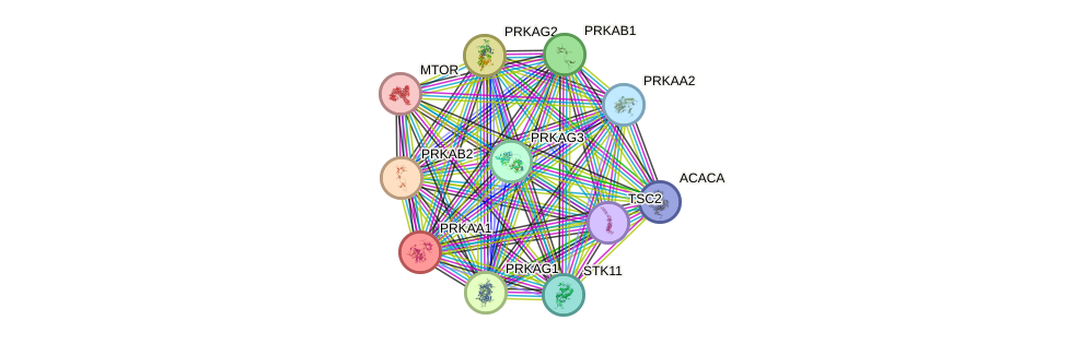 STRING protein interaction network