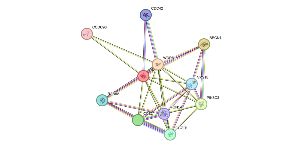 STRING protein interaction network