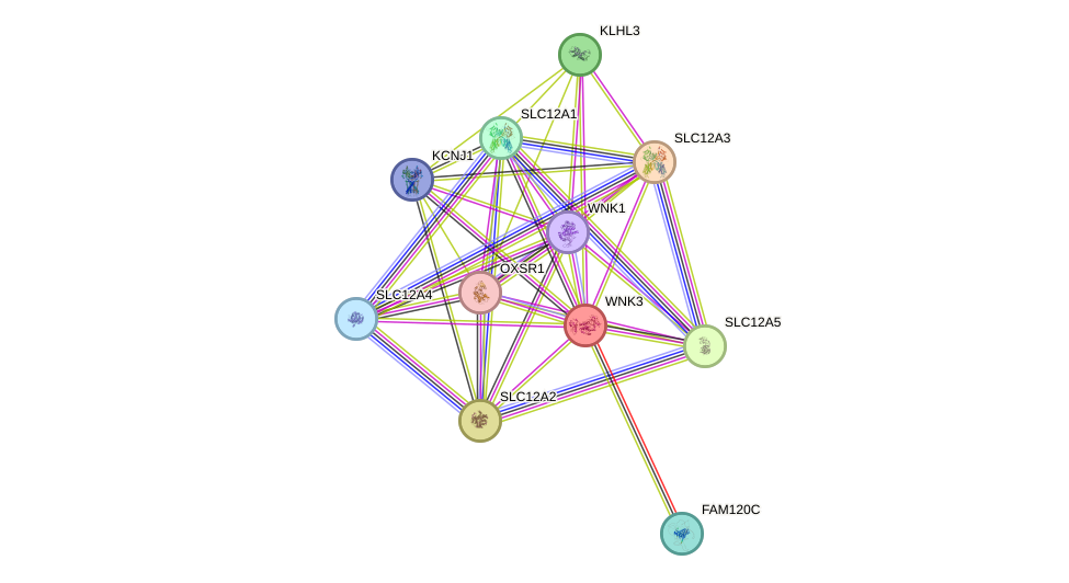 STRING protein interaction network