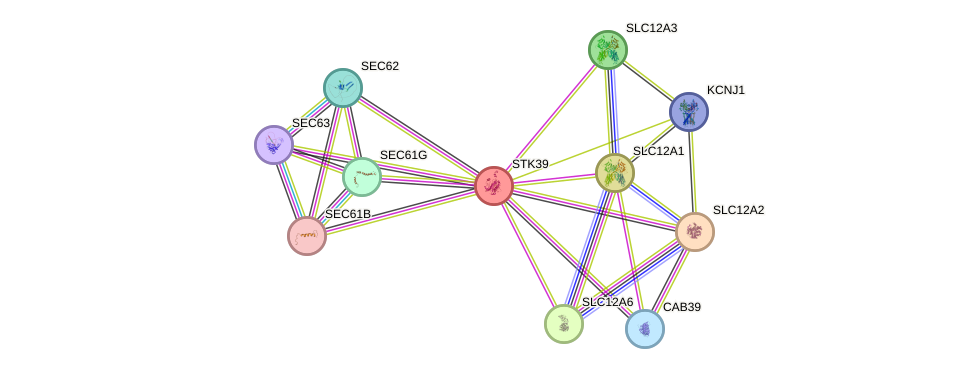 STRING protein interaction network