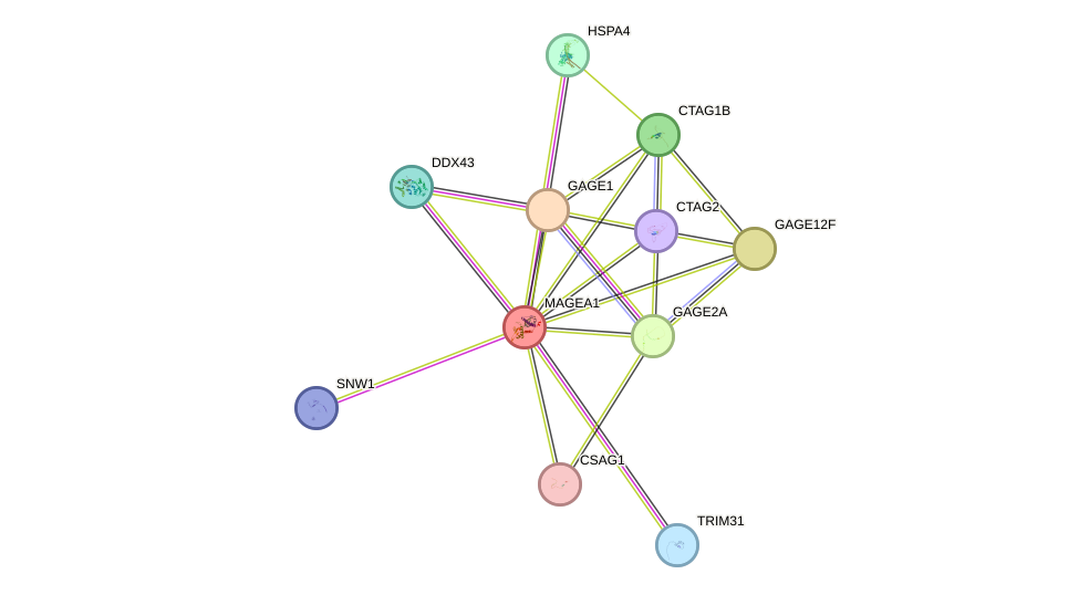 STRING protein interaction network