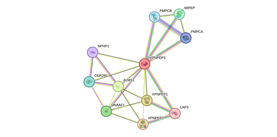 STRING protein interaction network