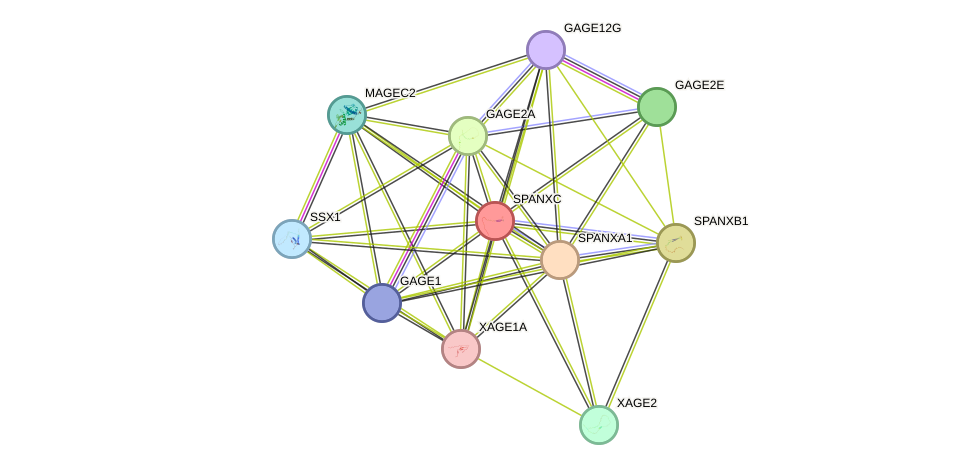 STRING protein interaction network