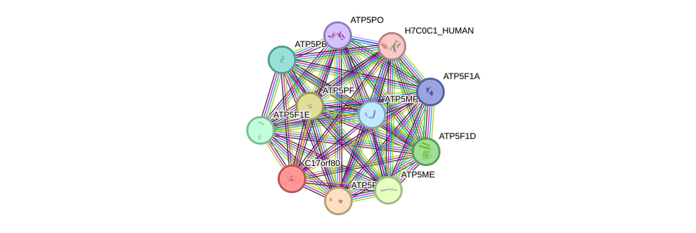 STRING protein interaction network