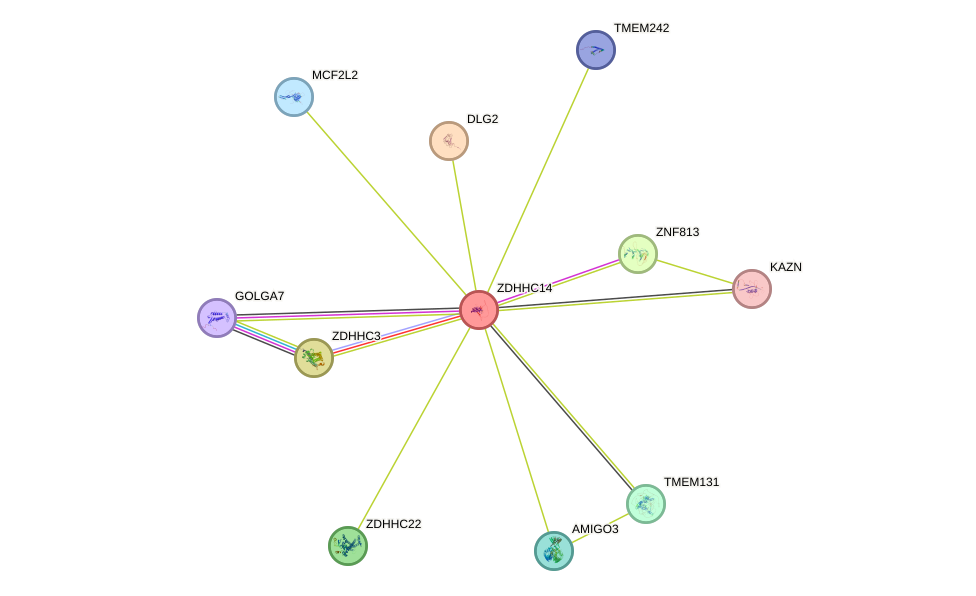 STRING protein interaction network