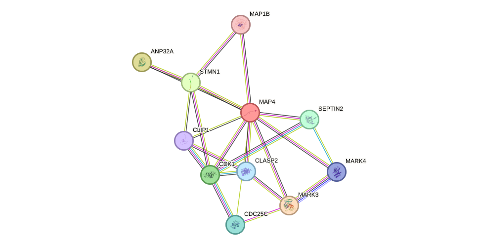 STRING protein interaction network