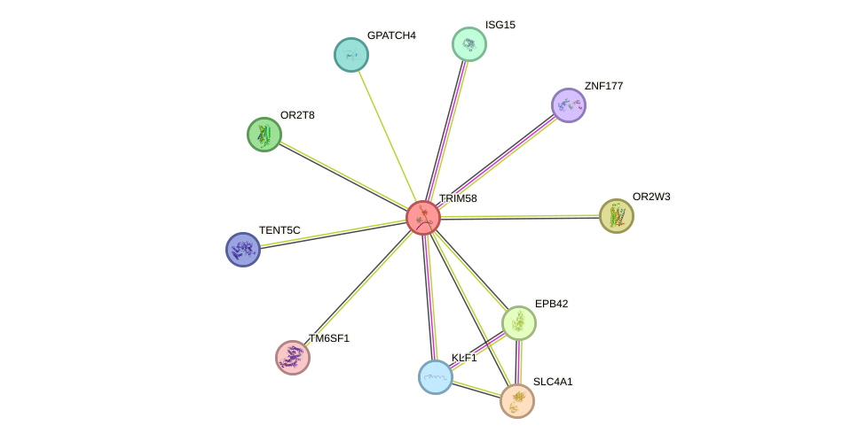 STRING protein interaction network