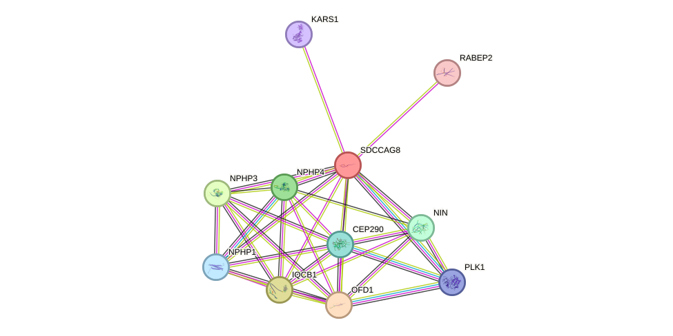 STRING protein interaction network