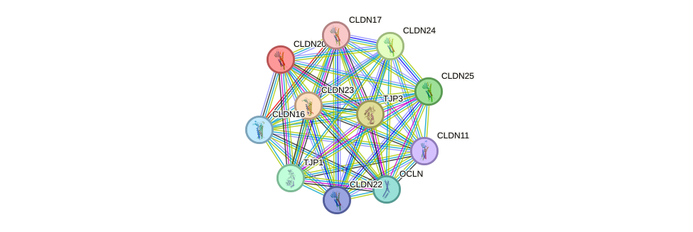 STRING protein interaction network