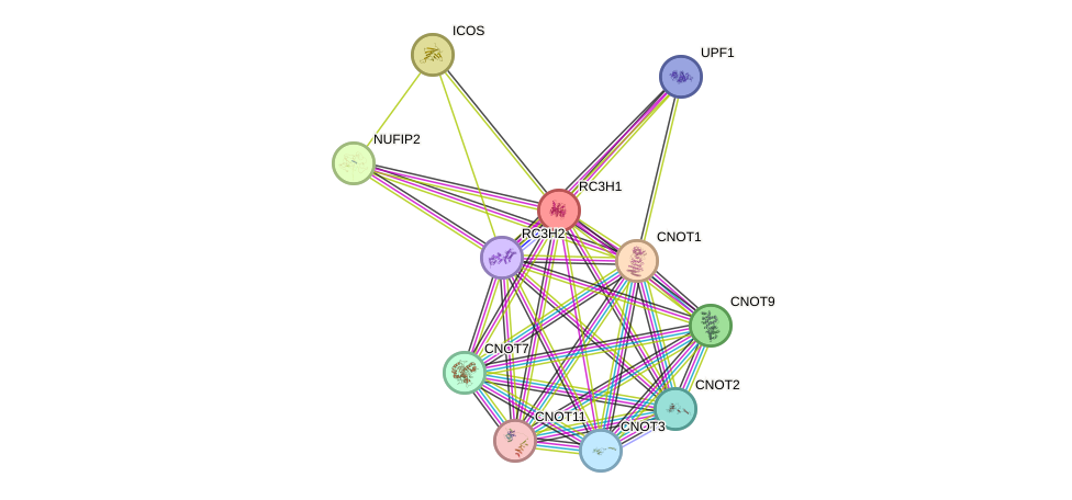 STRING protein interaction network