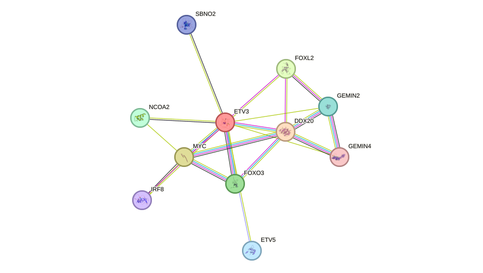 STRING protein interaction network