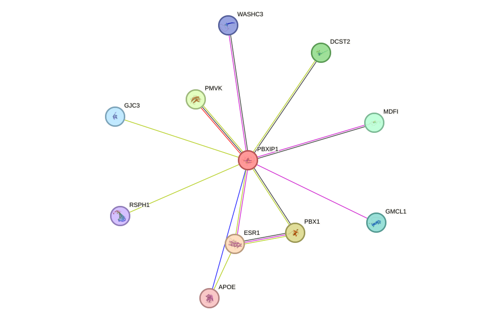 STRING protein interaction network