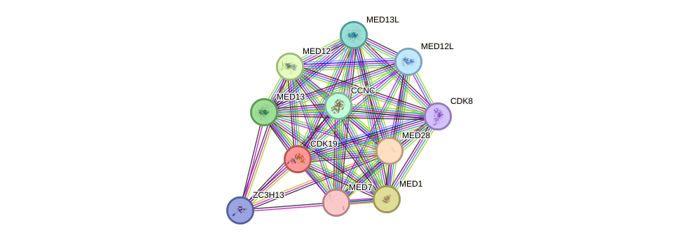 STRING protein interaction network