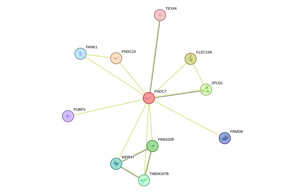 STRING protein interaction network