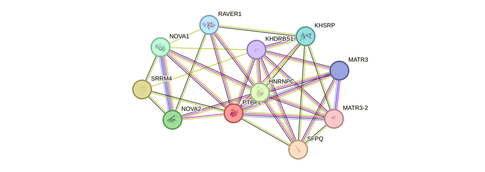 STRING protein interaction network