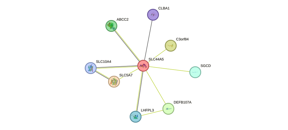 STRING protein interaction network