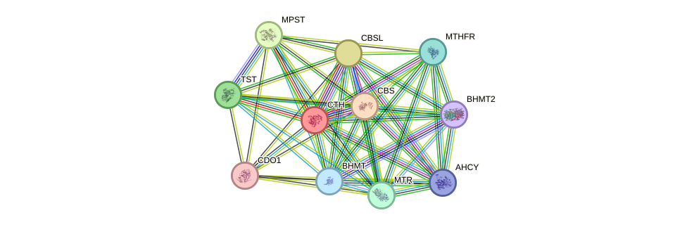 STRING protein interaction network